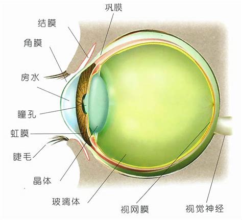 眼球形狀|眼球剖析 